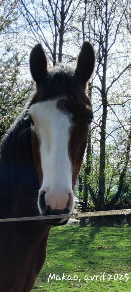 Vends hongre paint horse 4 ans, d&eacute;bourr&eacute; 