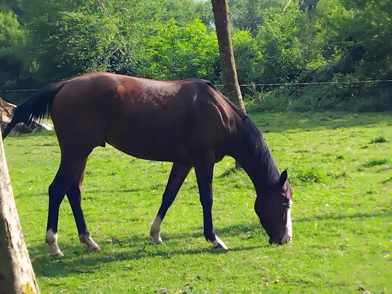 Vends hongre paint horse 4 ans, d&eacute;bourr&eacute; 