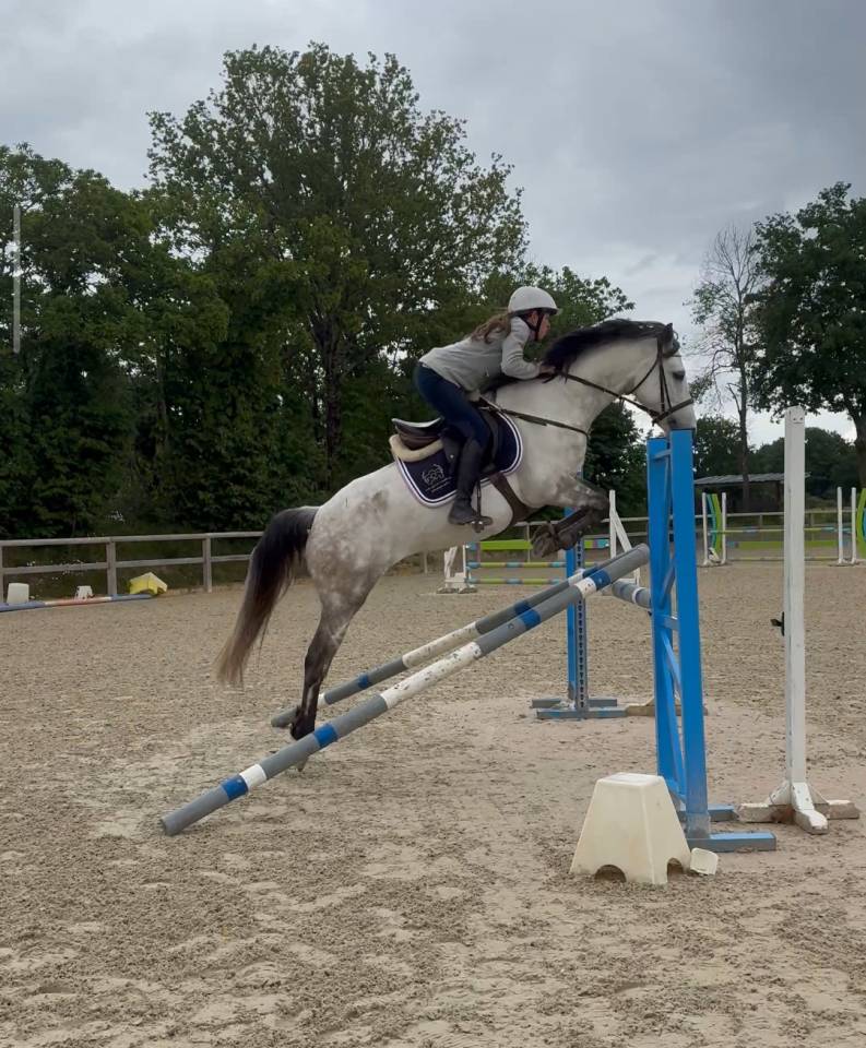 ✨ Poney D &agrave; vendre ✨