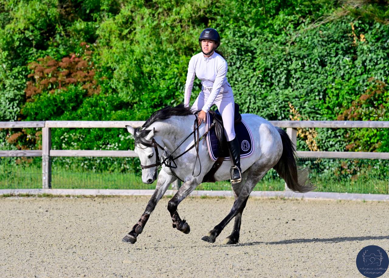 ✨ Poney D &agrave; vendre ✨