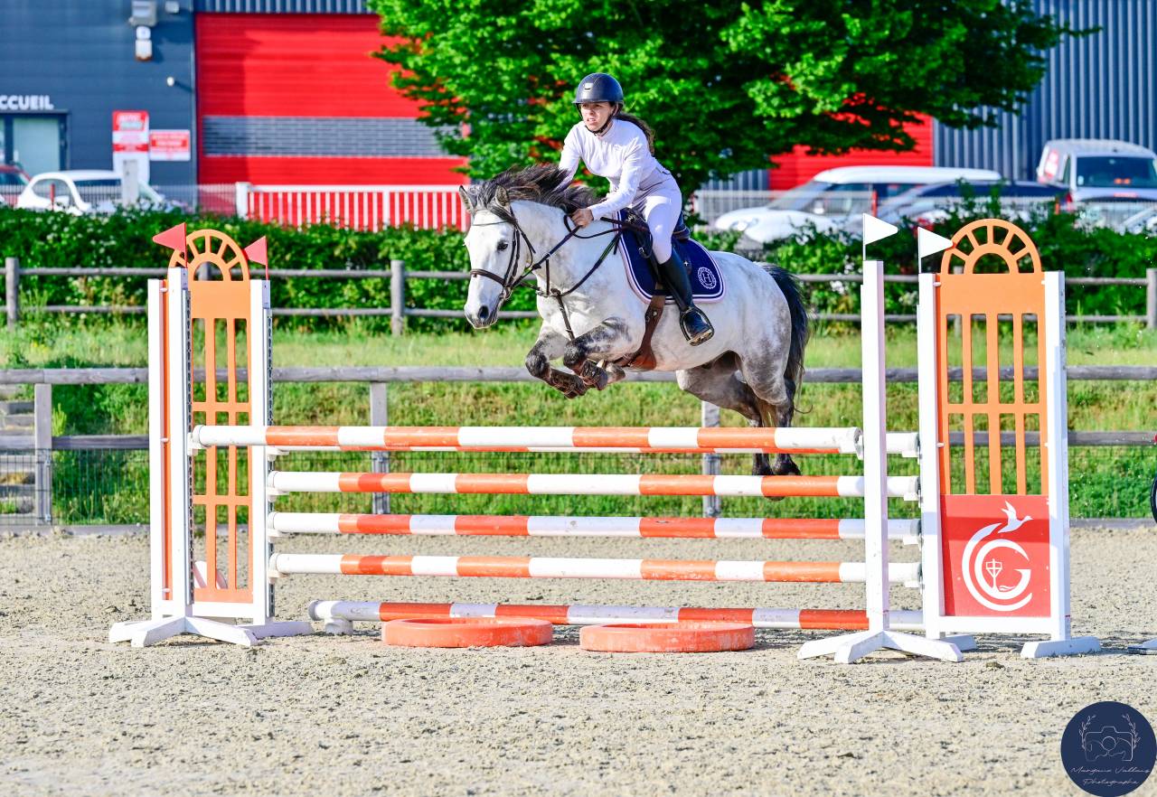 ✨ Poney D &agrave; vendre ✨