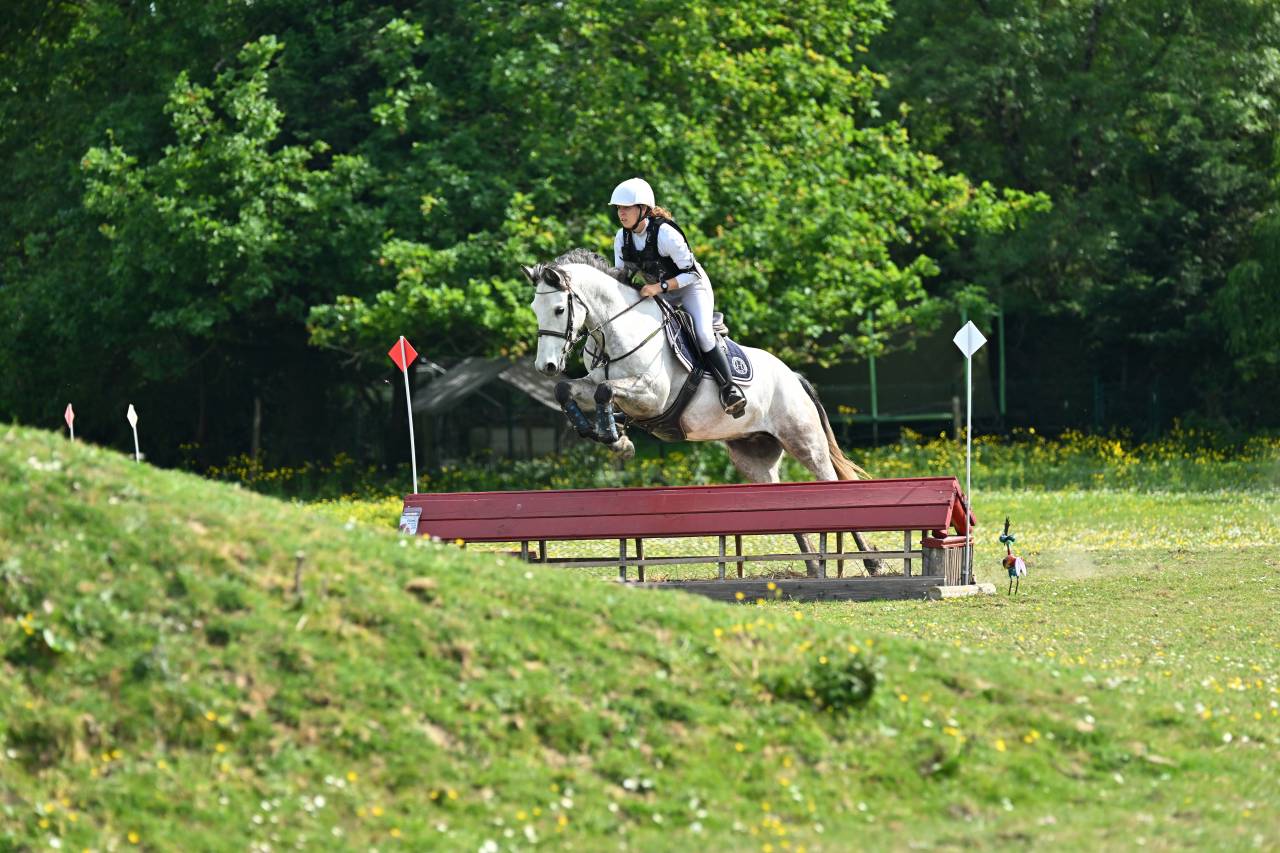 ✨ Poney D &agrave; vendre ✨