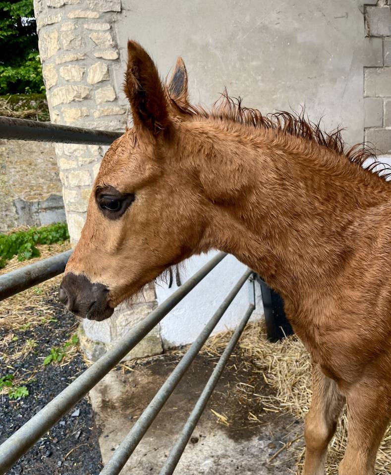 Superbe pouliche 2026 par ROMAN EMPIRE X NEGRO