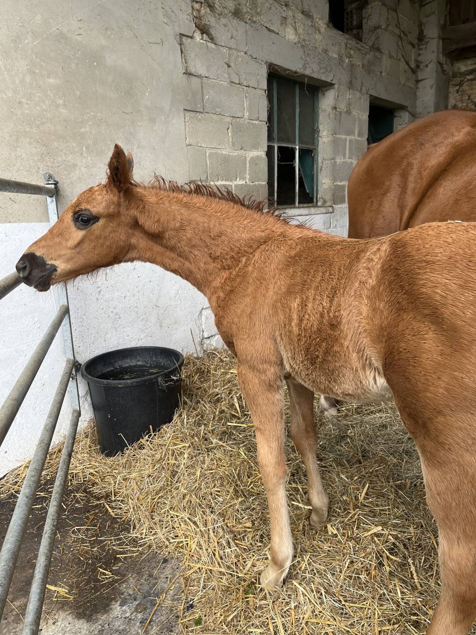 Superbe pouliche 2026 par ROMAN EMPIRE X NEGRO