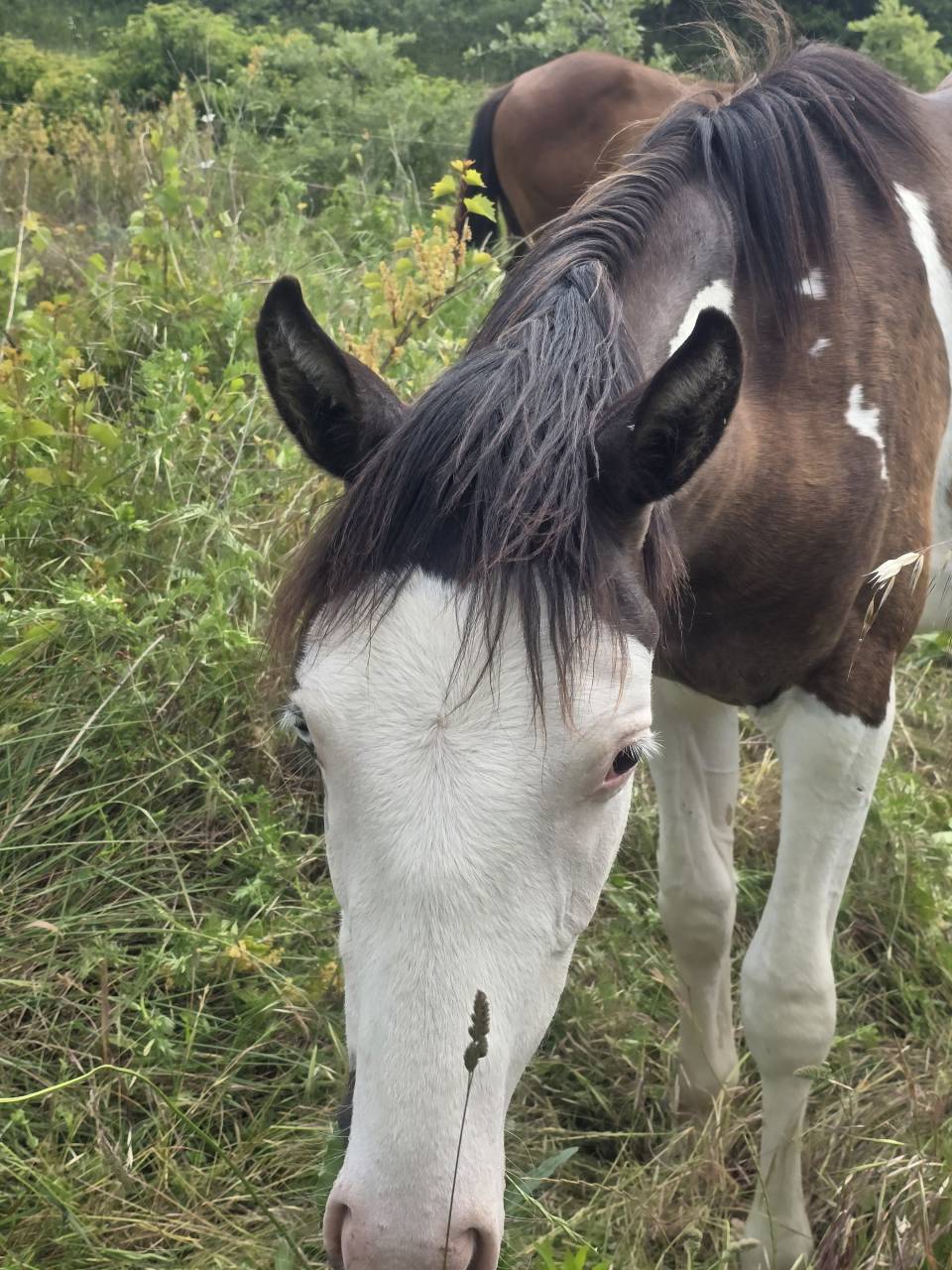 Poulain OC Paint Horse 