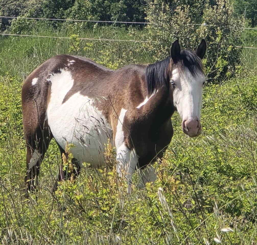 Poulain OC Paint Horse 