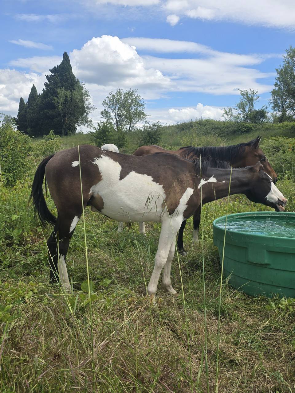 Poulain OC Paint Horse 