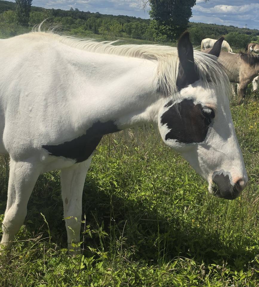 Poulain Paint Horse
