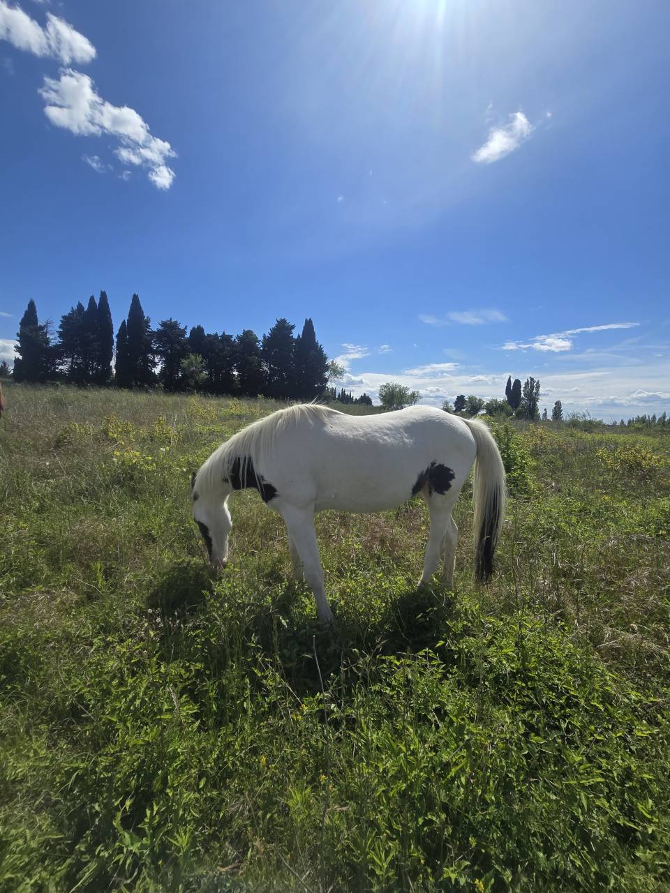 Poulain Paint Horse