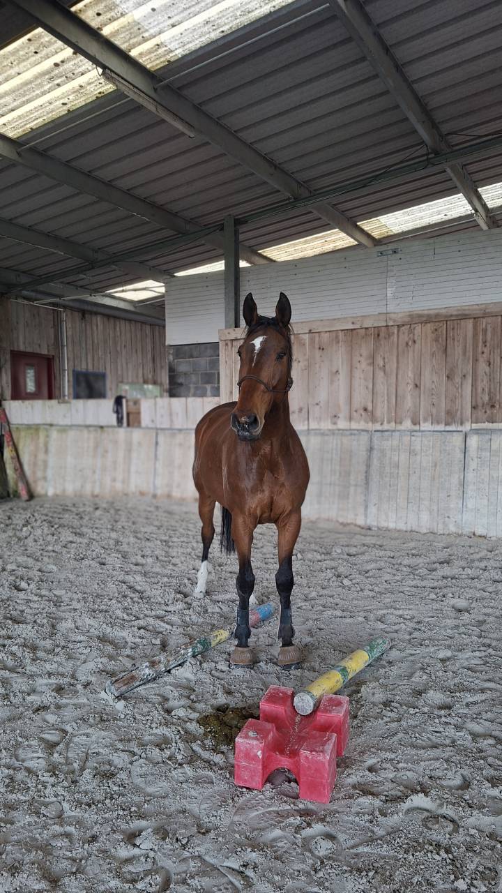 Hongre 8 ans, bien dress&eacute;, pr&egrave;s de Lille 