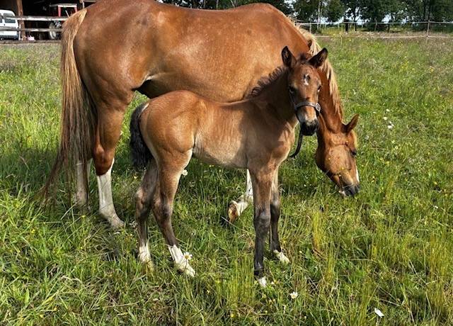 Foal M&acirc;le Dexter de Kerglenn X Elvis Ter Putte