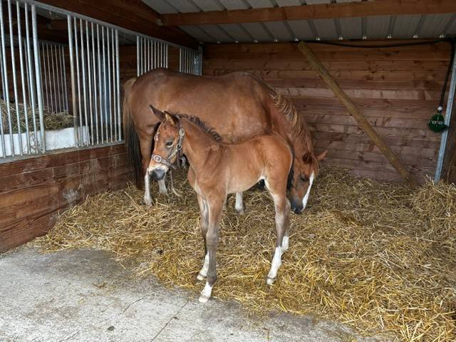 Foal M&acirc;le Dexter de Kerglenn X Elvis Ter Putte