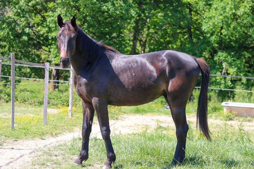 Hongre SF 2 ans par Contendro