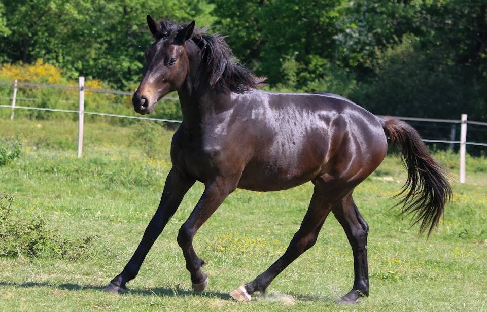 Hongre SF 2 ans par Contendro
