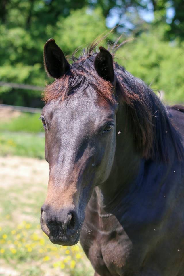Hongre SF 2 ans par Contendro