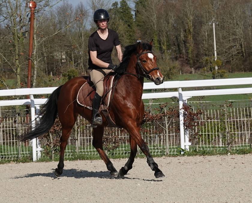Adorable ponette pour As CCE / CSO