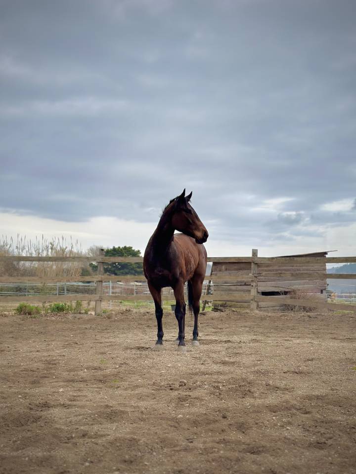 &Agrave; vendre &ndash; Jument Pur Sang Anglais de 4 ans 
