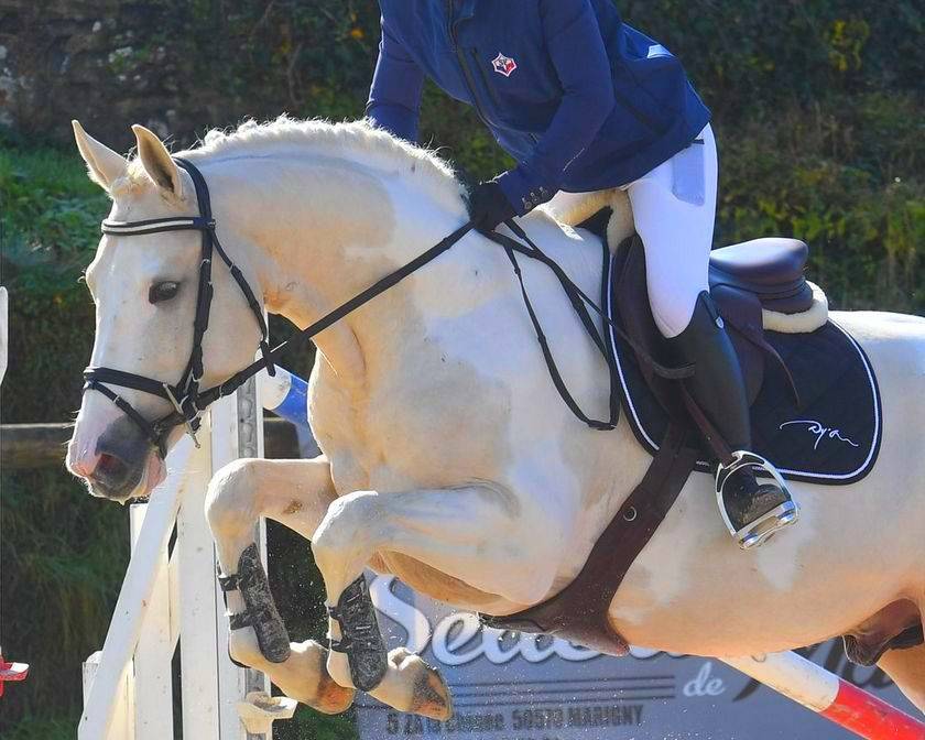 Etalon selle fran&ccedil;ais pie palomino