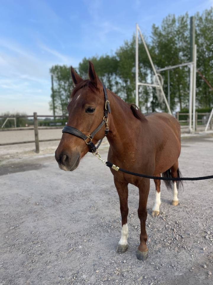 | ALTANA - 7ans - Ponette C | 