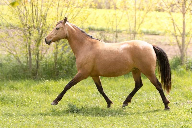 Ponette - 8 ans - Dressage / Id&eacute;ale enfant - France
