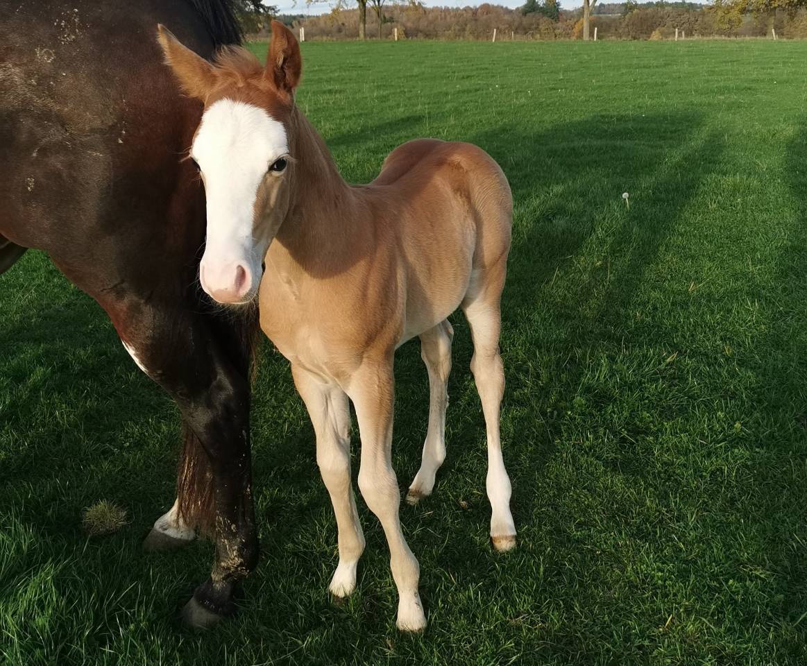 poulain Paint Horse 