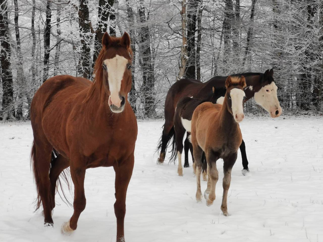 poulain Paint Horse 