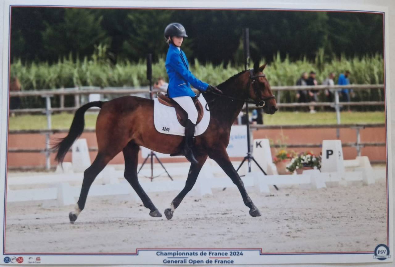 A louer Poney D de sport maitre d&rsquo; &eacute;cole