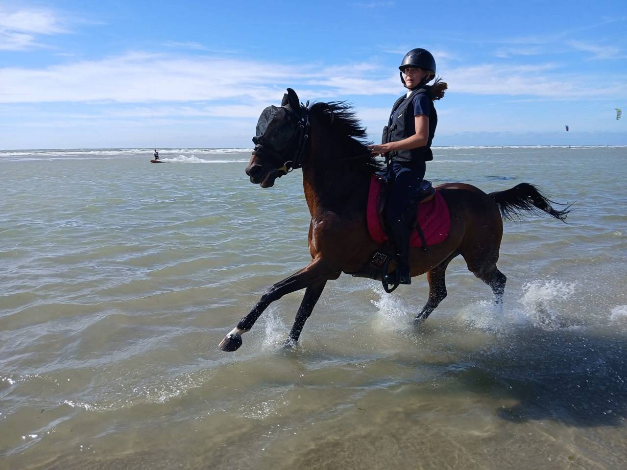 A louer Poney D de sport maitre d&rsquo; &eacute;cole