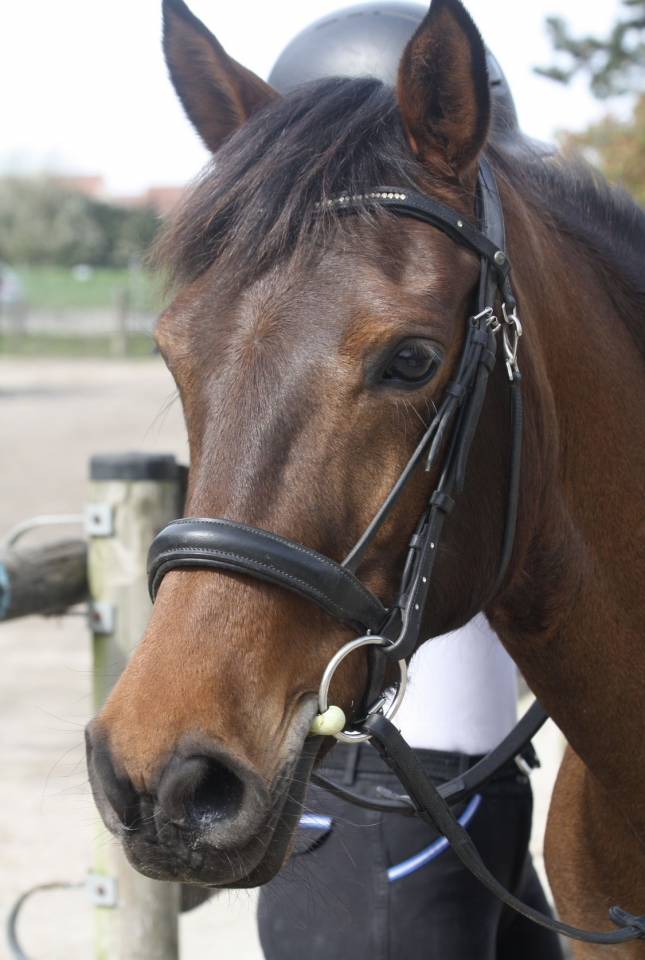 Ponette