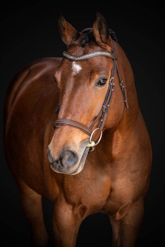 Cheval de sport pour 125/130