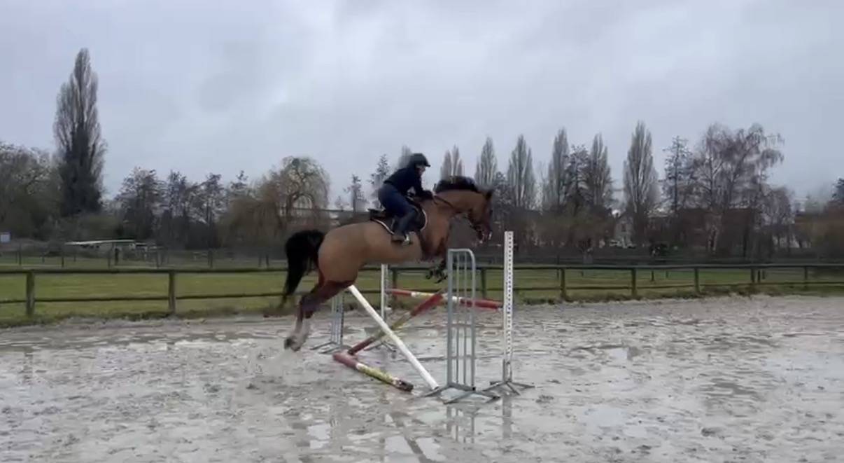 Cheval 11 ans 