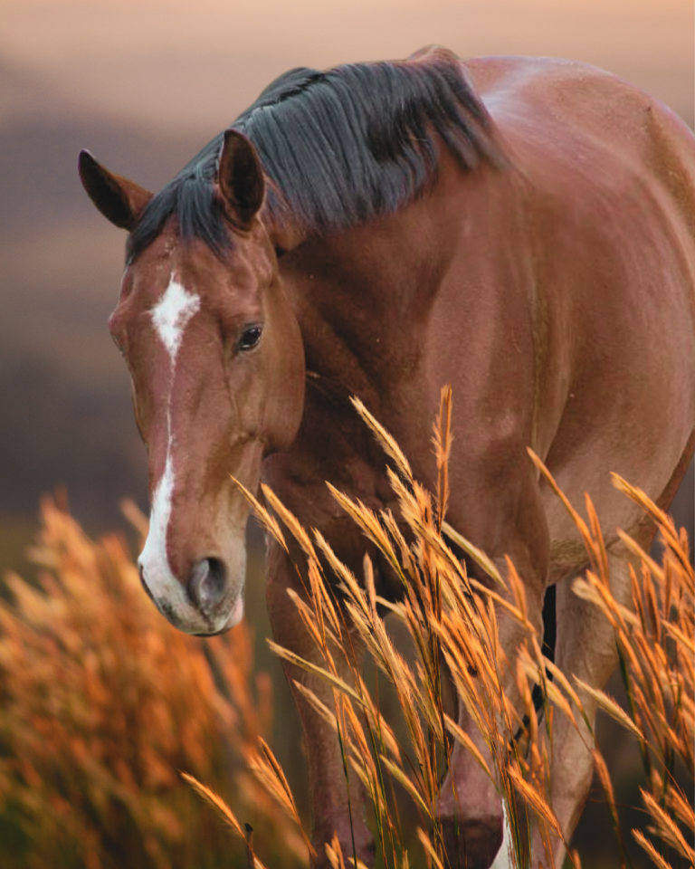 Cheval 11 ans 