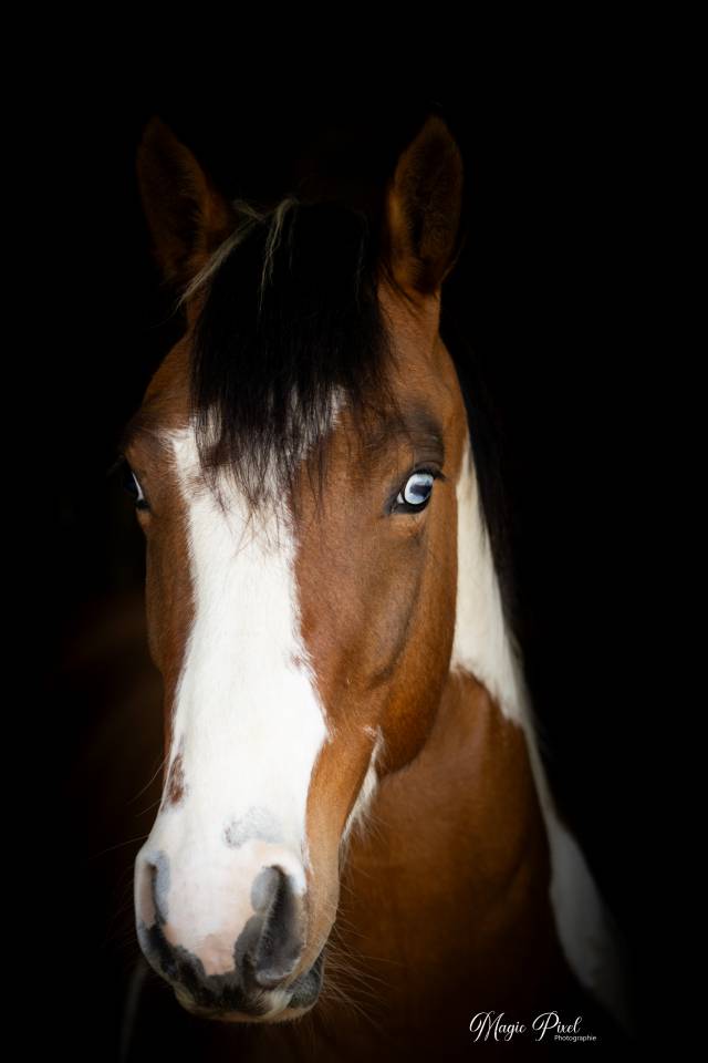 MB POCOSMOKE FRECKLES  PAINT HORSE