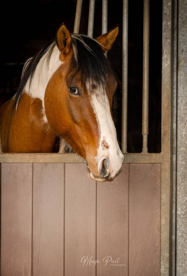 MB POCOSMOKE FRECKLES  PAINT HORSE