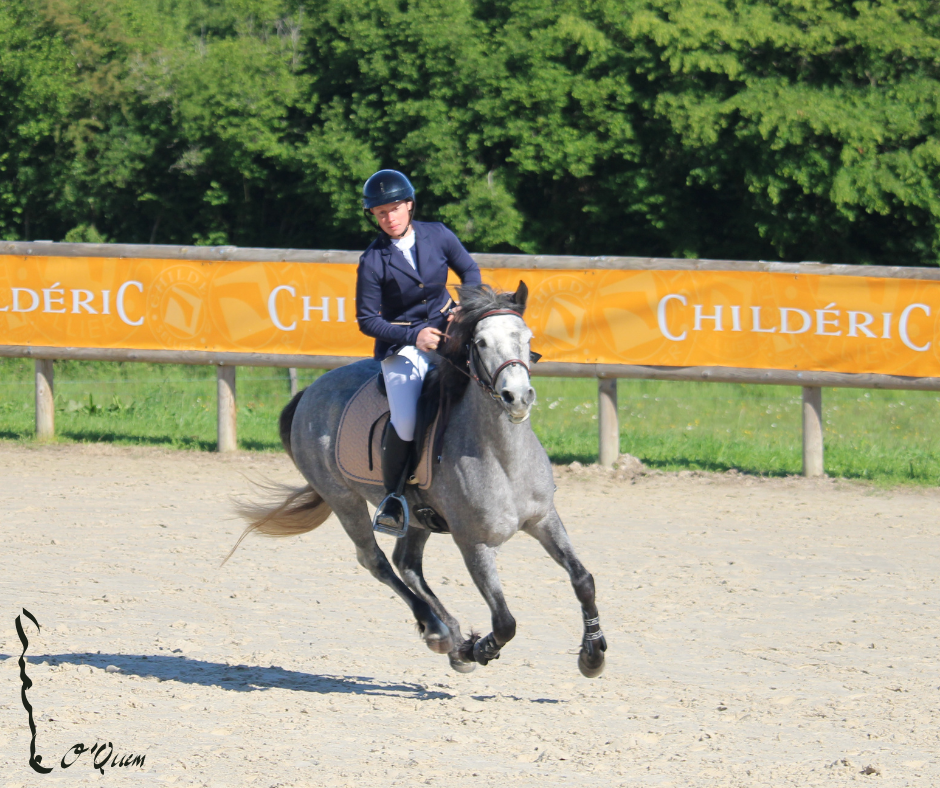 JUMENT CONNEMARA 4 ANS