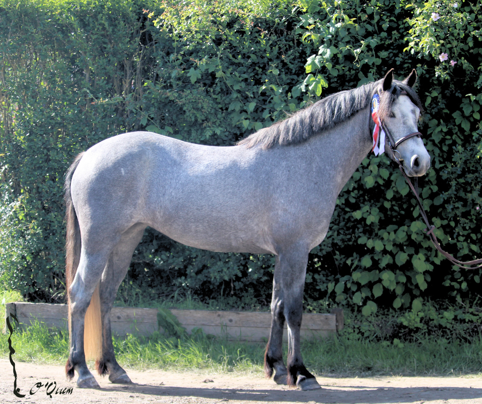 JUMENT CONNEMARA 4 ANS