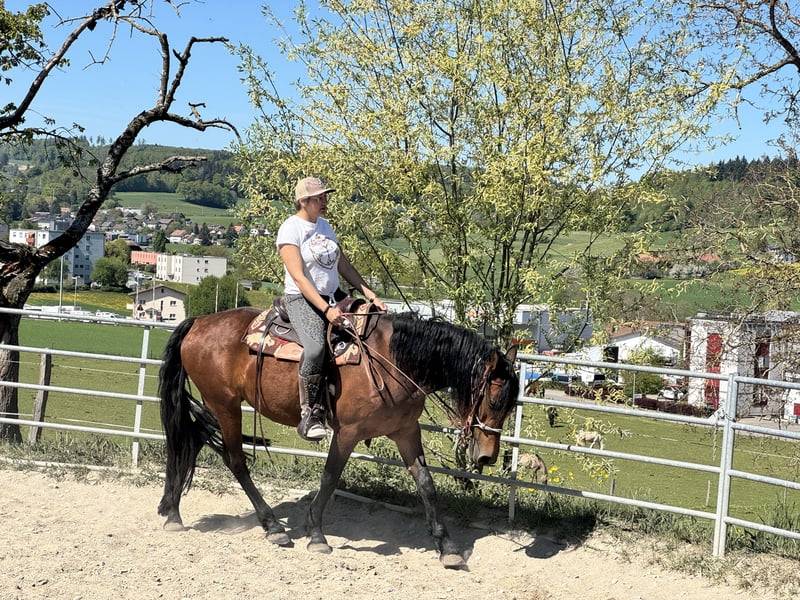 Jument 4 ans &ndash; d&eacute;bourrage western &ndash;AP (ESP) / Frison 