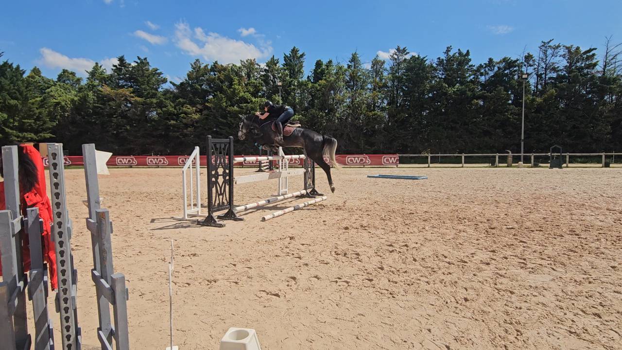 Hongre 7 ans gros moyens 