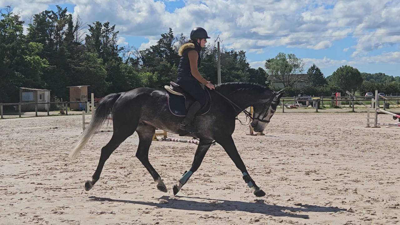 Hongre 7 ans gros moyens 