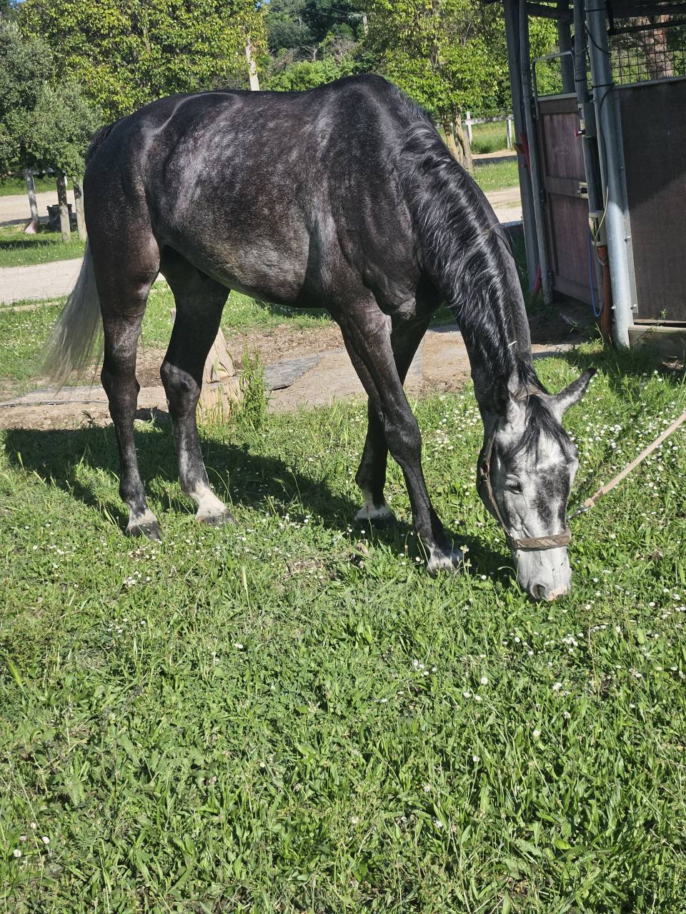 Hongre 7 ans gros moyens 
