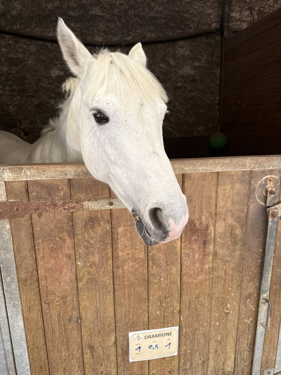  &Agrave; VENDRE &ndash; Ponette grise, 13 ans &ndash; 1m39