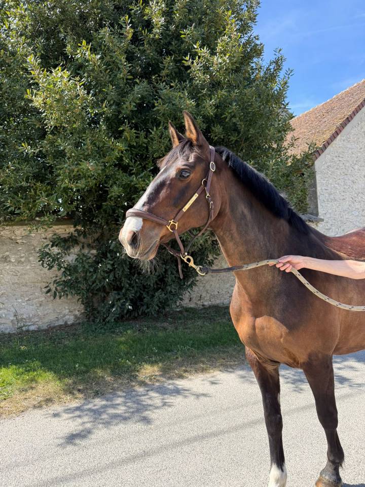 Jument cheval de sport irlandais 12 ans