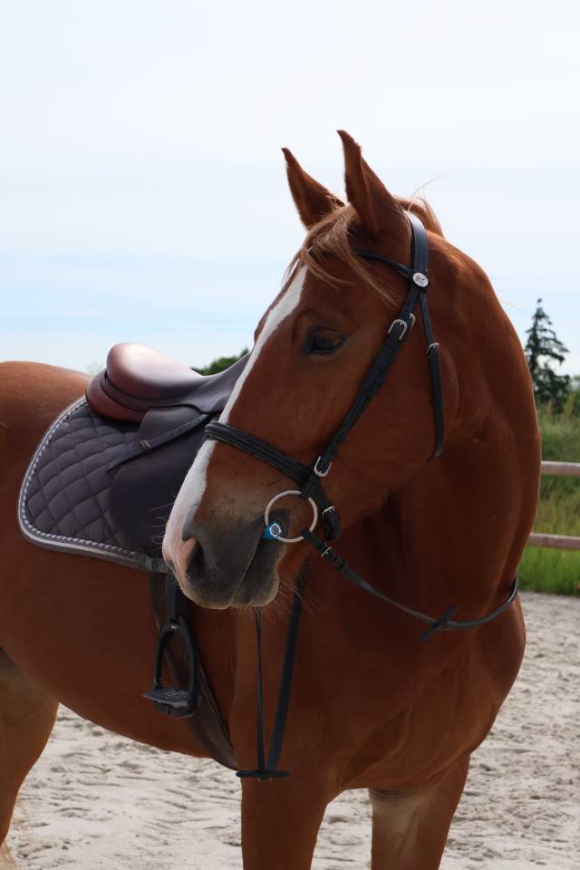 Superbe Hongre de 4 ans