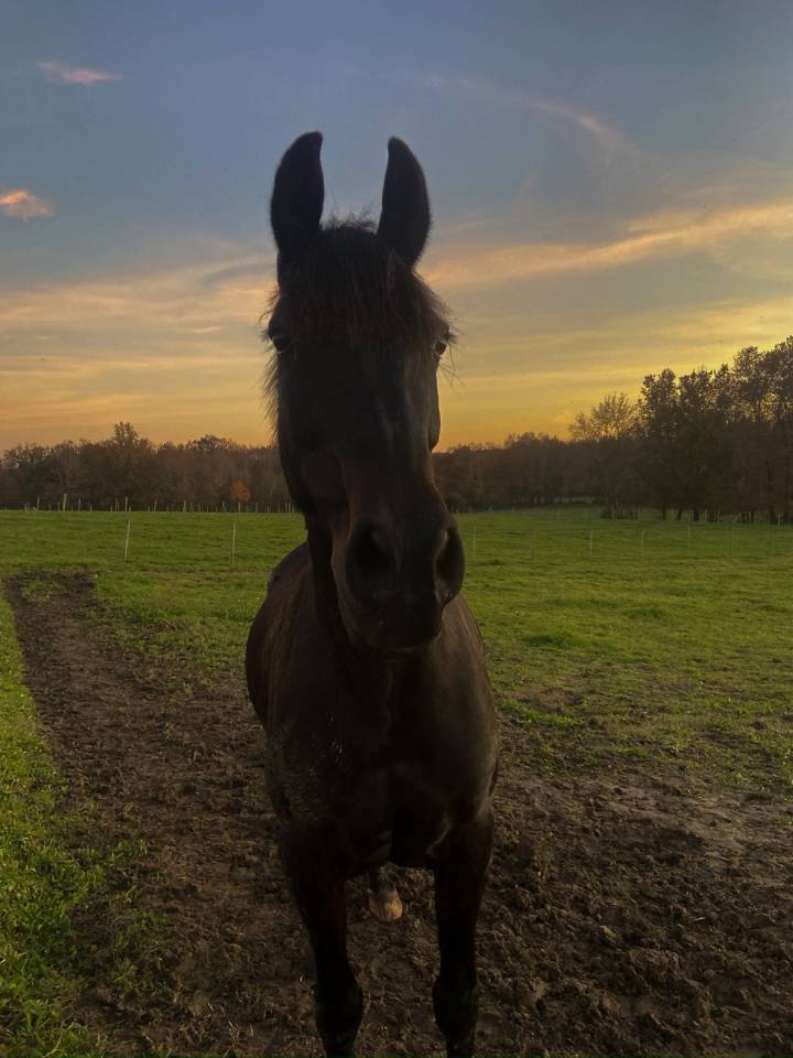 Cheval de loisir 