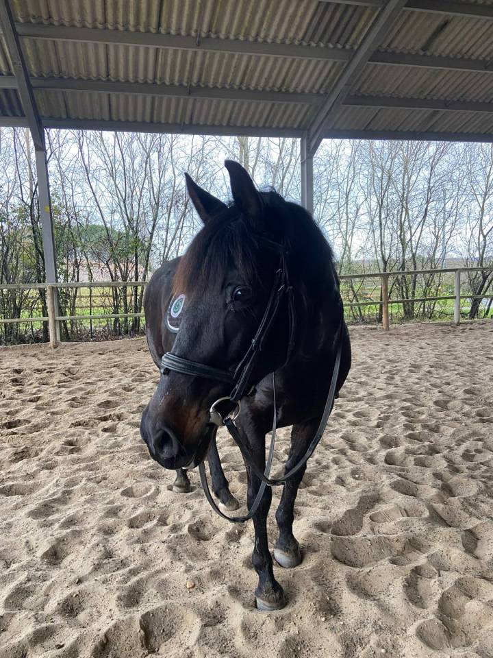 Cheval de loisir 