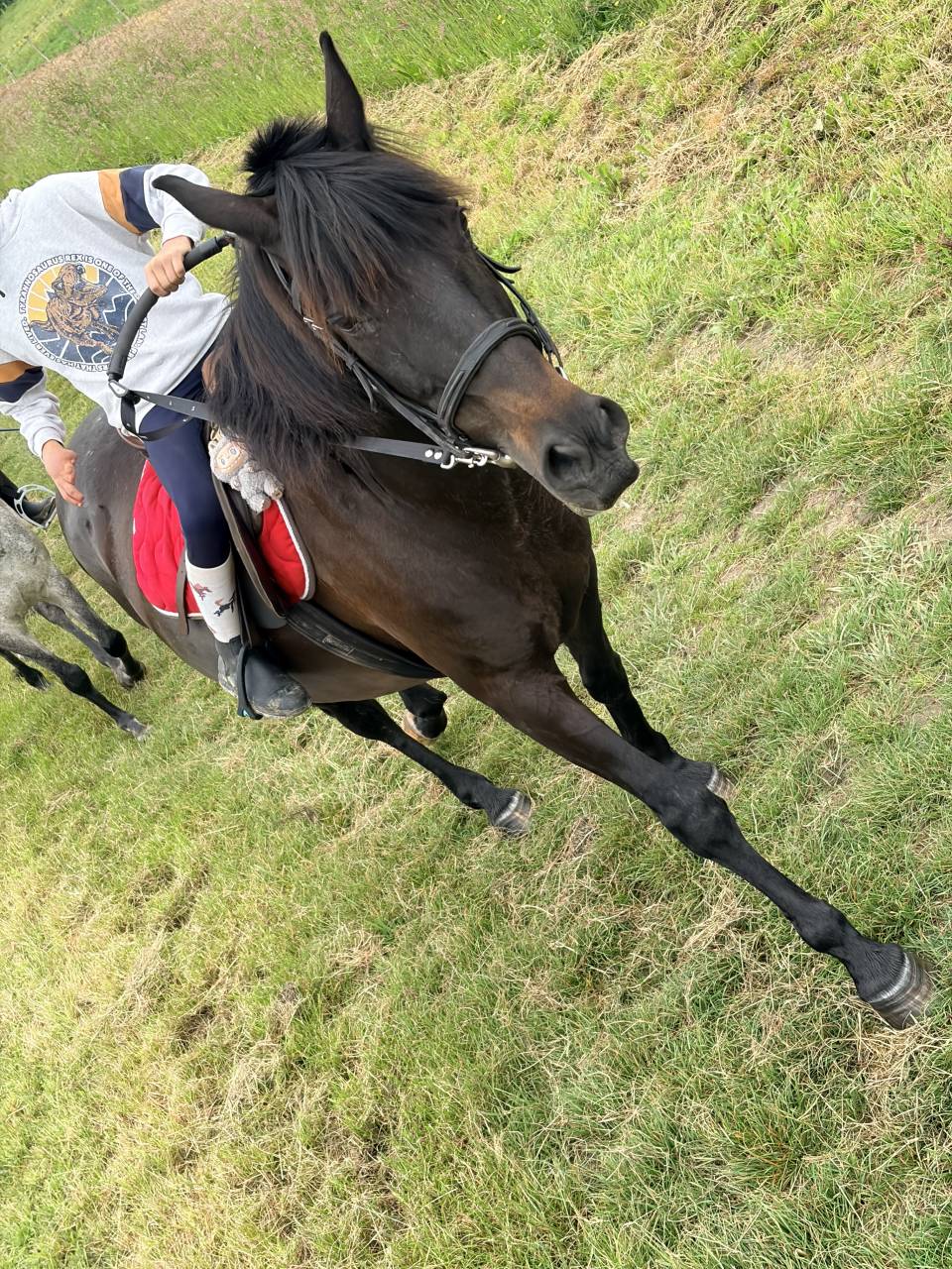 Cheval de loisir 