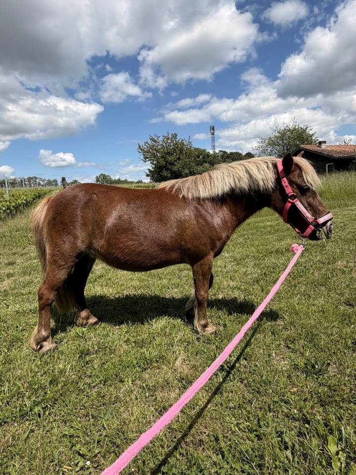 Shetland &agrave; vendre 
