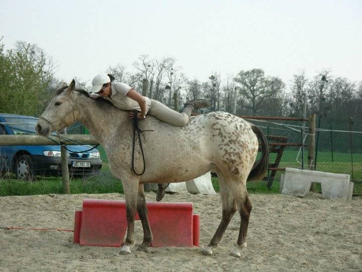Cours / travail du cheval - &eacute;quitation &eacute;thologique