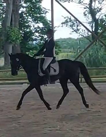 A vendre hongre 8 ans Cso Cce