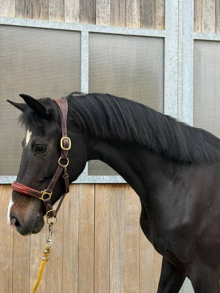 Jument d'avenir - KWPN  - 4 ans - Dressage - France
